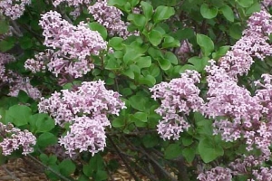 Lilac (Syringa) 'Palibin' New 2024 